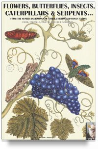 Flowers, butterflies, insects, caterpillars & serpents… From Sybilla Merian & Moses Hariss XVII-XVIII Centuries engravings